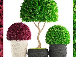 topiary trees buxus 3D Model