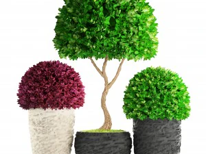 topiary trees buxus 3D Model