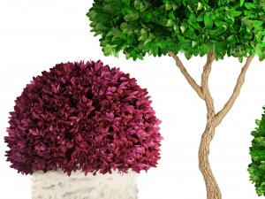 topiary trees buxus 3D Model
