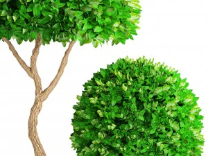 topiary trees buxus 3D Model