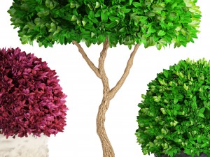 topiary trees buxus 3D 模型