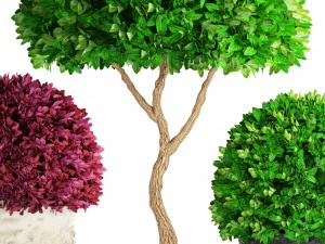 topiary trees buxus 3D Model
