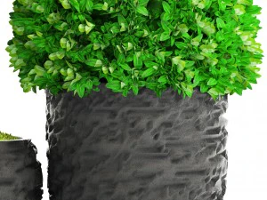 topiary trees buxus 3D Model