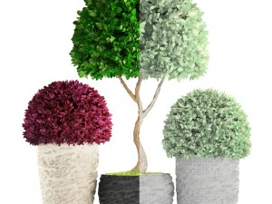 topiary trees buxus 3D Model