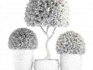topiary trees buxus 3D 模型