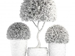 topiary trees buxus 3D Model