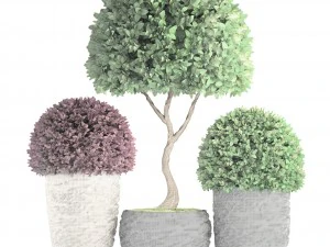 topiary trees buxus 3D Model
