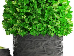 topiary trees buxus 3D Model