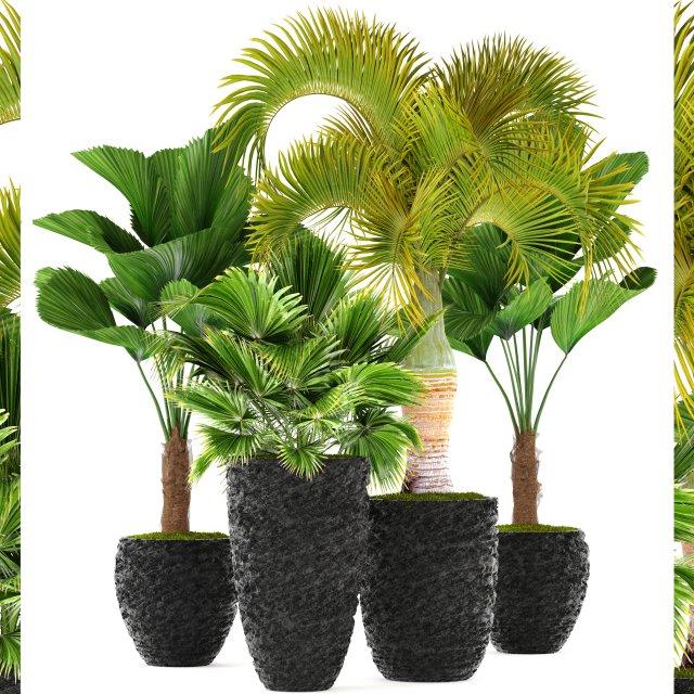 palms 3D मॉडल .c4d .max .obj .3ds .fbx .stl .blend 