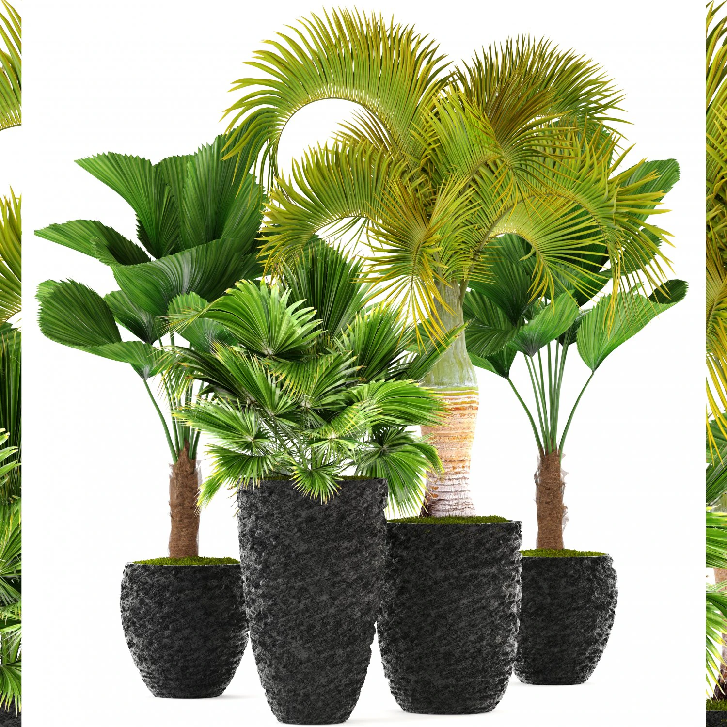 palms 3D Model .c4d .max .obj .3ds .fbx .stl .blend