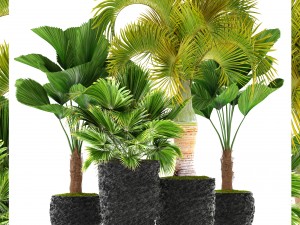 palms 3D मॉडल