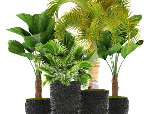 palms 3D Model