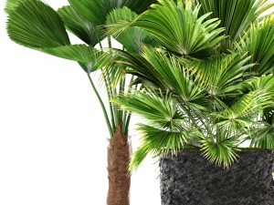 palms 3D मॉडल