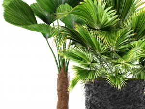 palms 3D Model