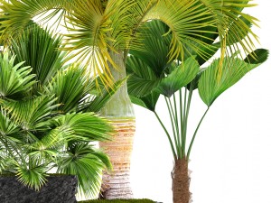 palms 3D मॉडल