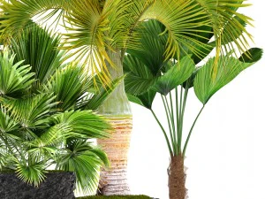 palms 3D Model