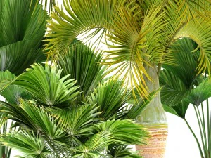 palms 3D Model