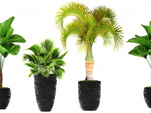 palms 3D Model