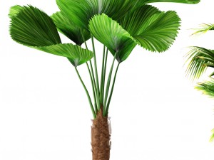 palms 3D मॉडल