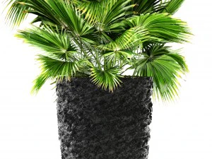 palms 3D Model
