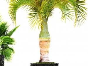 palms 3D Model