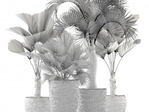 palms 3D मॉडल