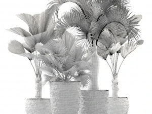palms 3D Model