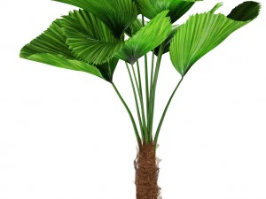 palms 3D Model