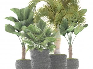 palms 3D Model