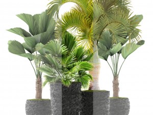 palms 3D मॉडल