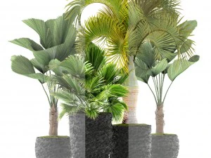 palms 3D Model