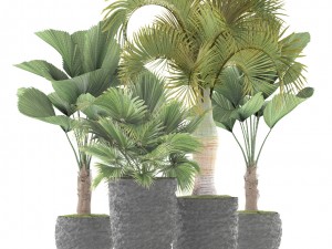 palms 3D मॉडल