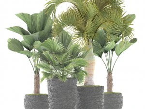palms 3D Model