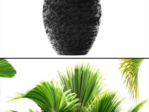 palms 3D Model