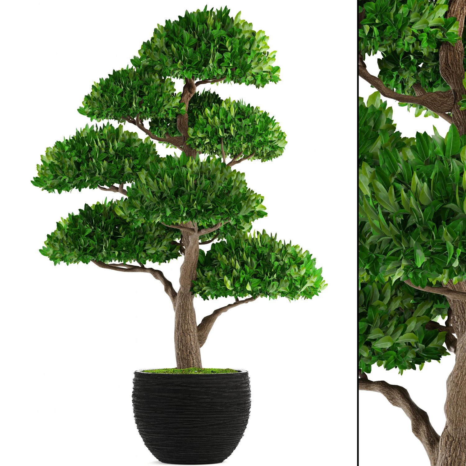 bonsai tree 3D Model .c4d .max .obj .3ds .fbx .stl .blend 