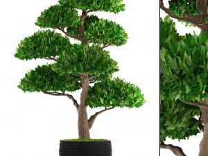 bonsai tree 3Dモデル