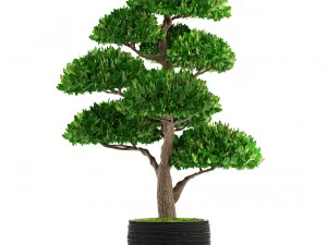 bonsai tree 3D Model
