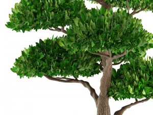bonsai tree 3D Model