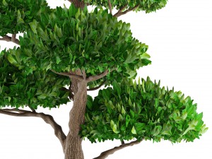 bonsai tree 3D Модель