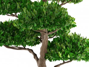 bonsai tree 3D Модель