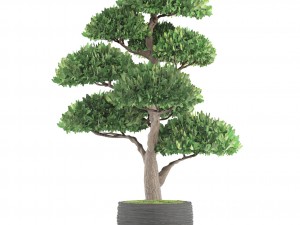 bonsai tree 3D Модель