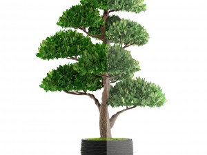 bonsai tree 3D Модель