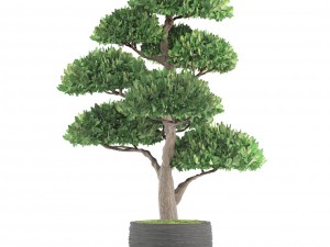 bonsai tree 3D Модель