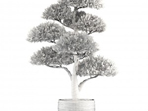 bonsai tree 3D Модель