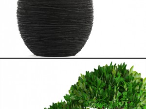 bonsai tree 3D Модель