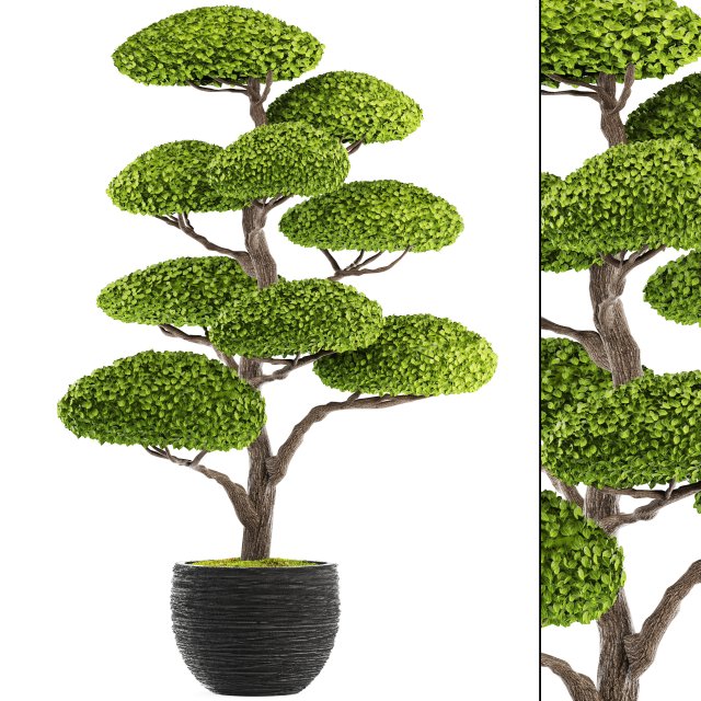 bonsai tree 3D Model .c4d .max .obj .3ds .fbx .stl .blend 