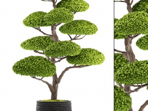 bonsai tree Modelo 3D