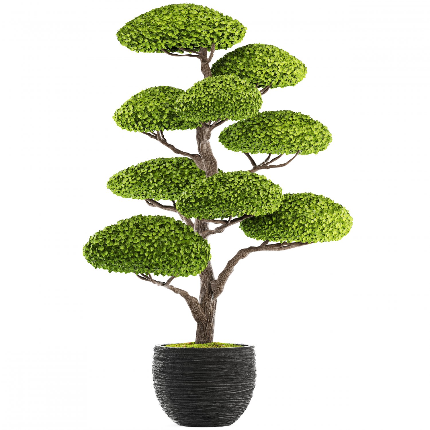Bonsai Tree 3d Model In Tree 3dexport