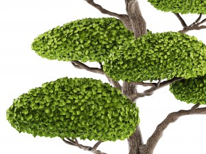 bonsai tree 3D Model