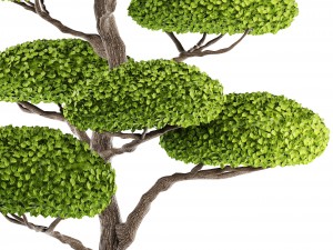 bonsai tree 3D Model